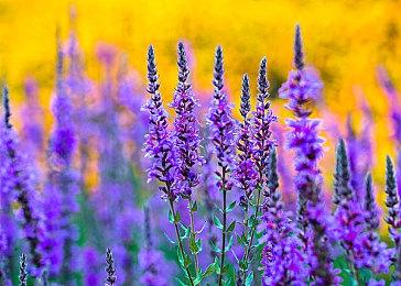 俯视角射击肉鸽《变种基因》改名 变为免费游玩